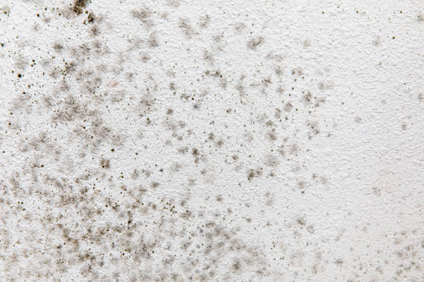 Fairfield, CA Mold Removal Company