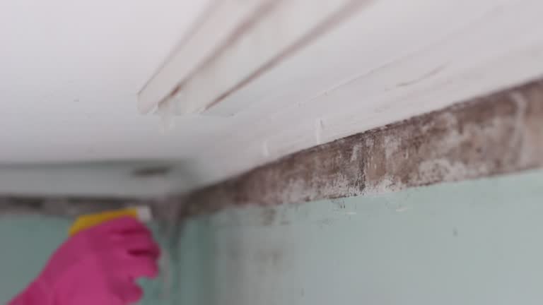 Mold Documentation for Insurance Claims in Fairfield, CA
